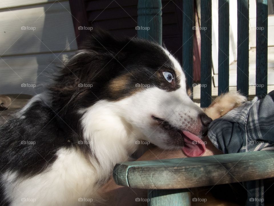 Black and White Tricolored Australian Shepard licking his persons hand.