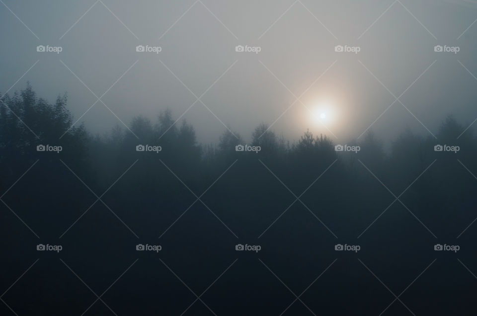Idyllic sunrise over a misty forest on a fresh spring morning.