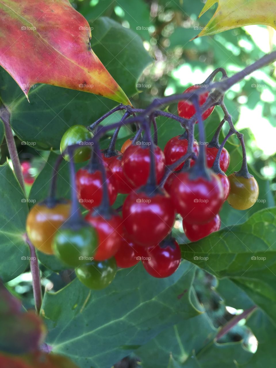 Cherries 