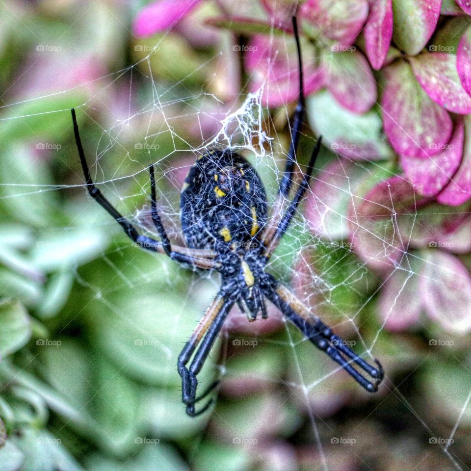 spider and web