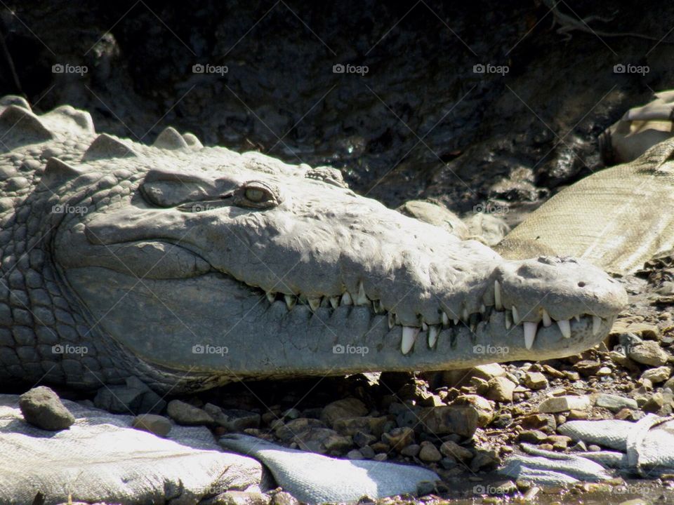 Crocodile head close-up