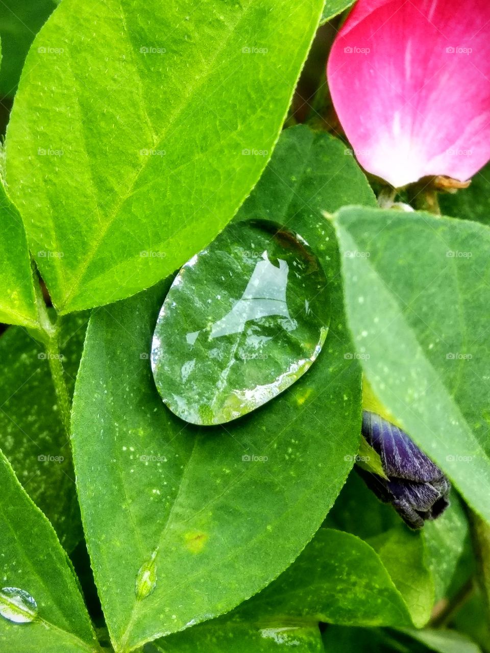 A small leaf holding a drop of rain ......!