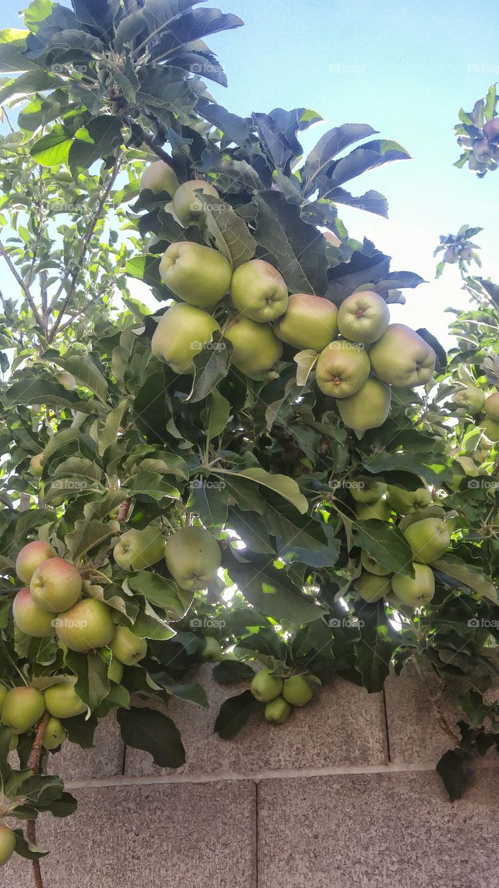 apples growing in the desert