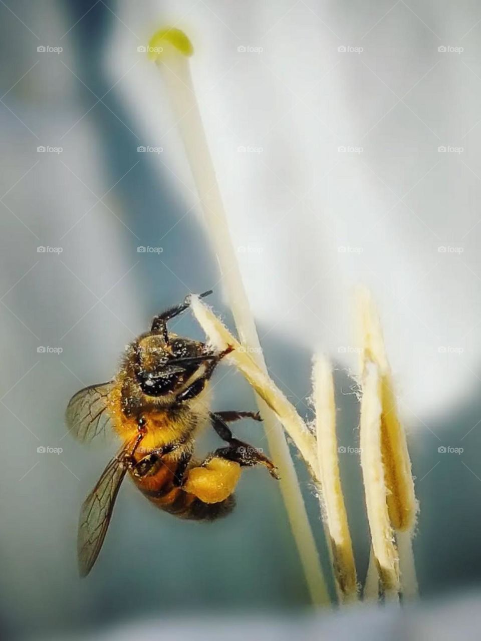 Bees can be a source of inspiration. They work tirelessly, and without causing damage, they make a difference with the sweetness of honey..