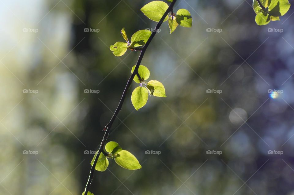 new green leaves on the branch.