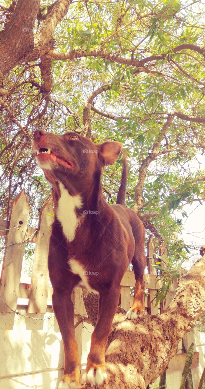 Dog in tree
