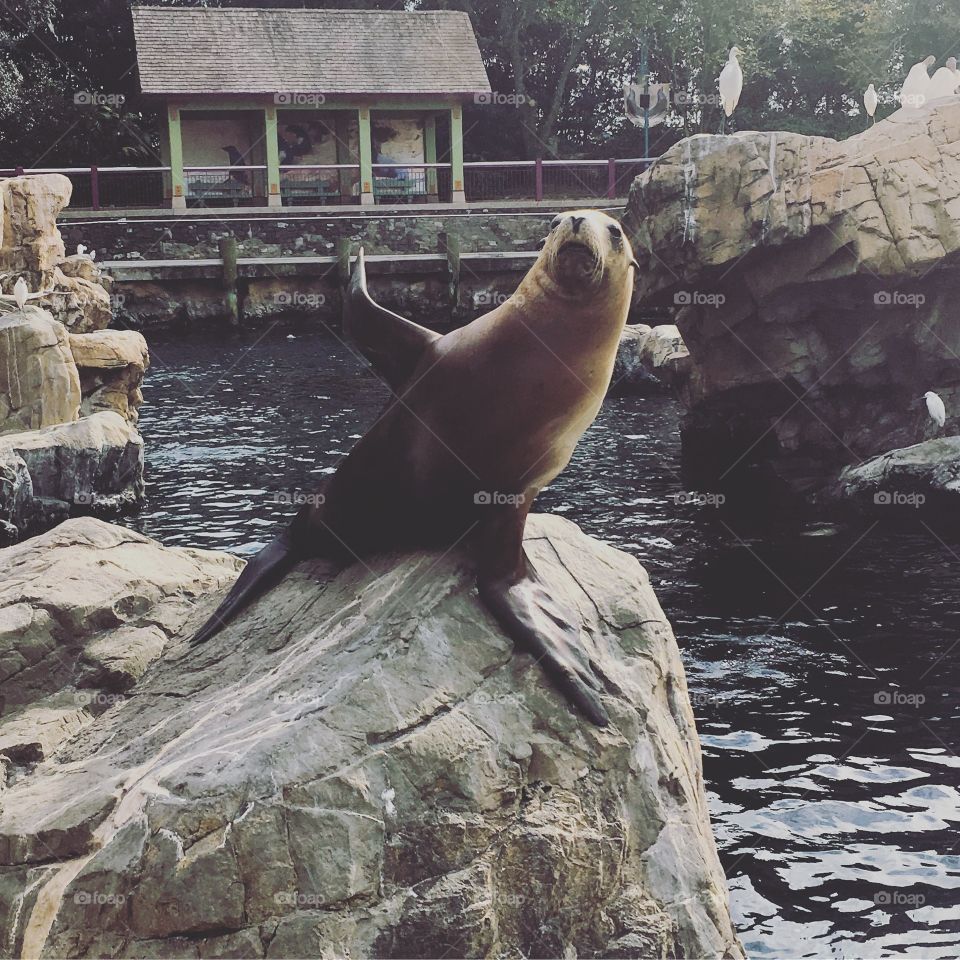 Sea lion ends us off will a grand farewell, till next time Seaworld! 