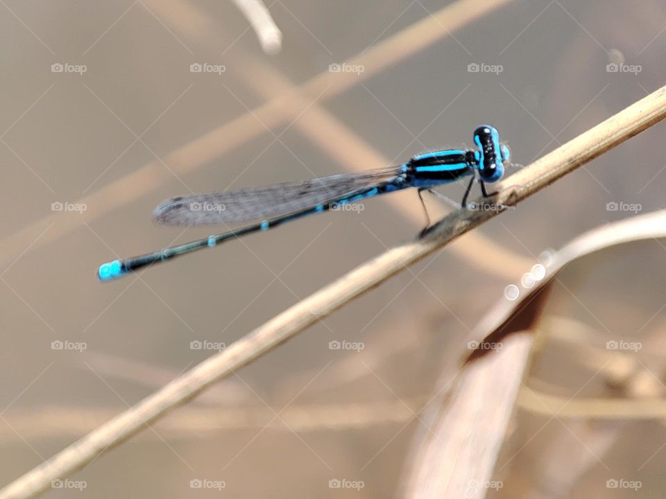 Blue Dragonfly on the river