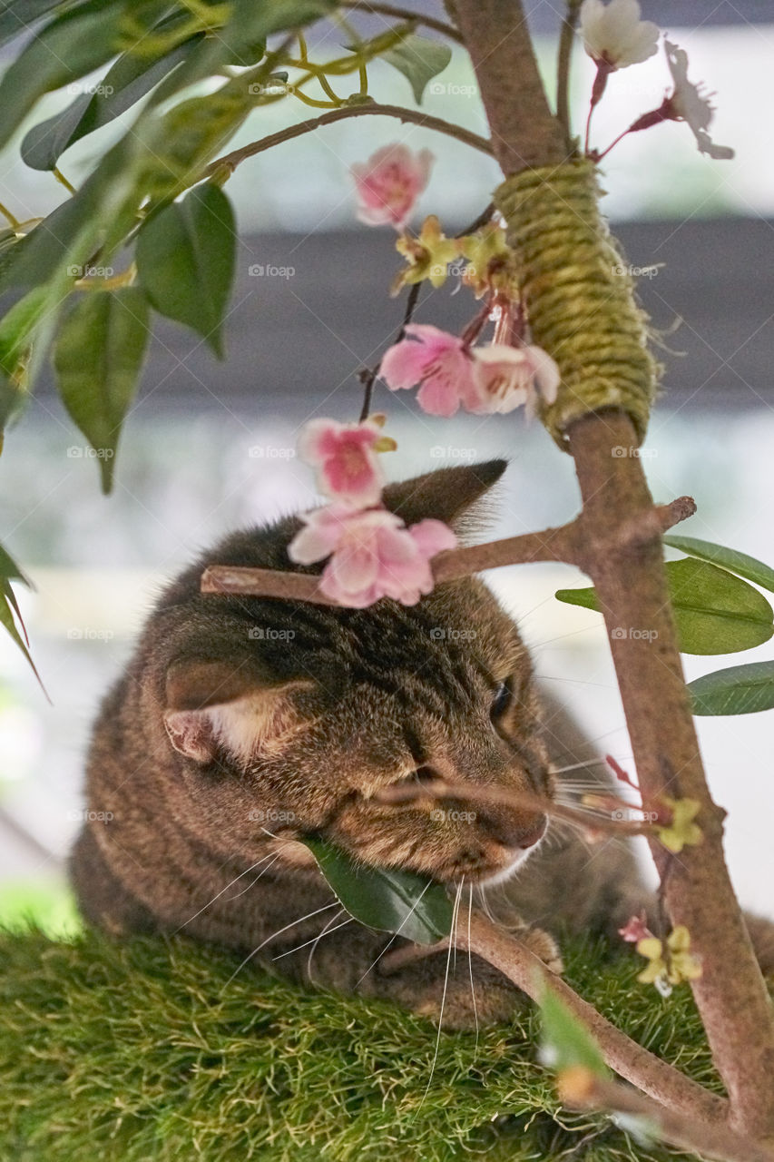 Cat and flowers 