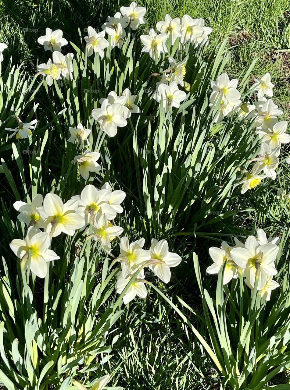 Beautiful daffodils, the flowers that signal that Spring is here!  The daffodil symbolizes rebirth and new beginnings. 