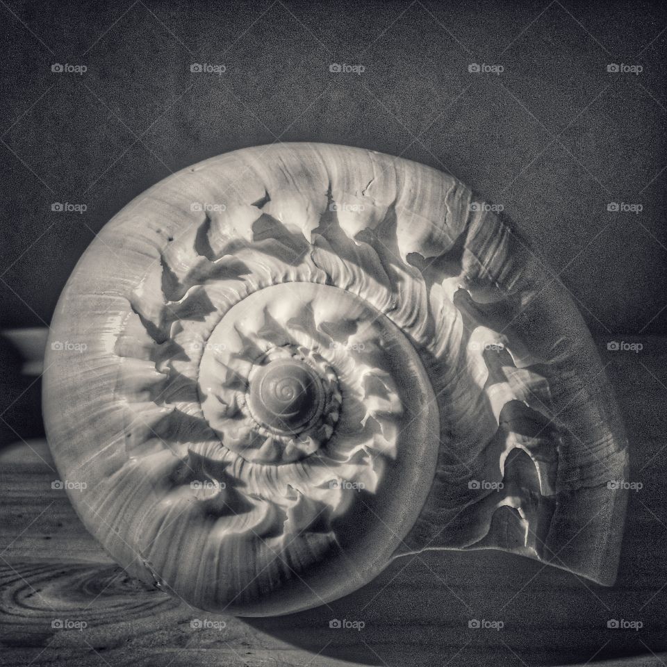 Large seashell 