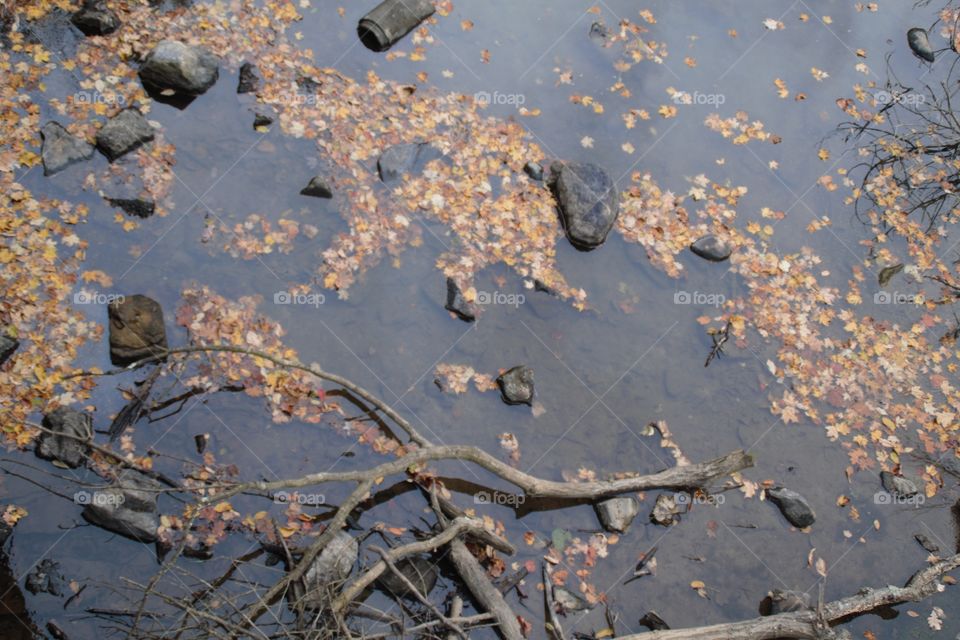 Fall leaves in the water