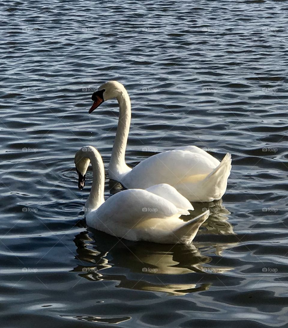 Two swans.