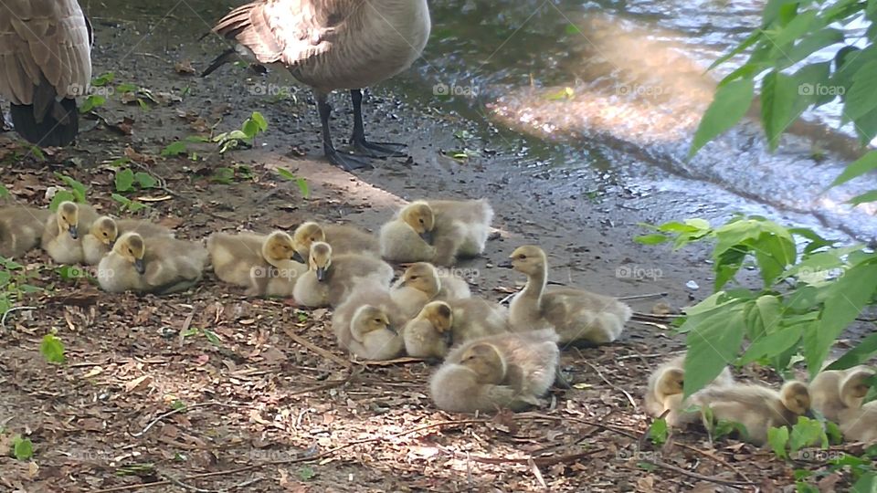 Gosslings take a nap