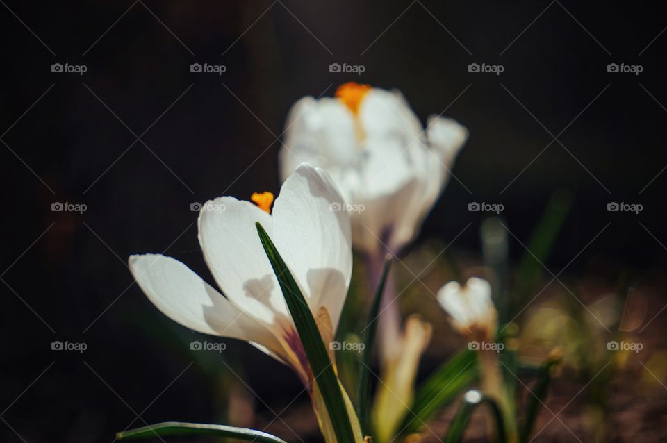 White flowers