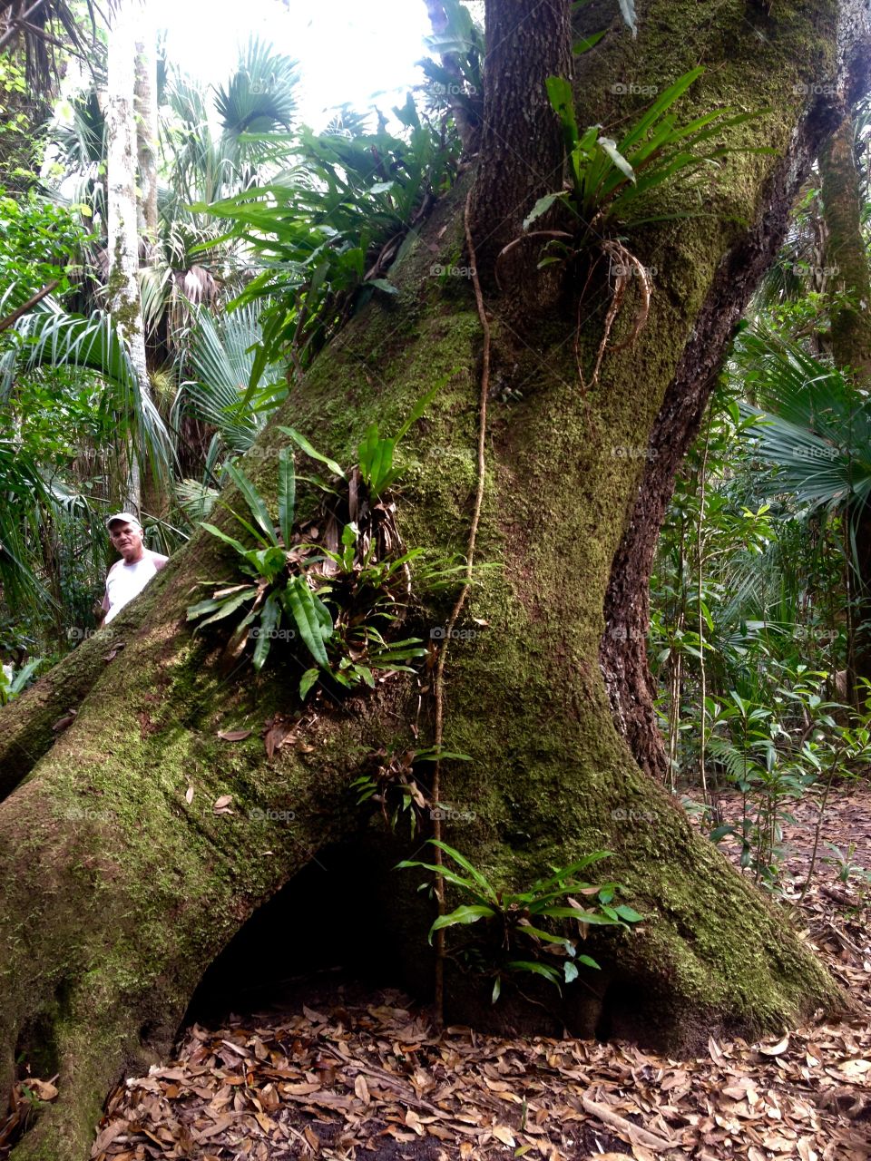 Massive Tree Trunk. 