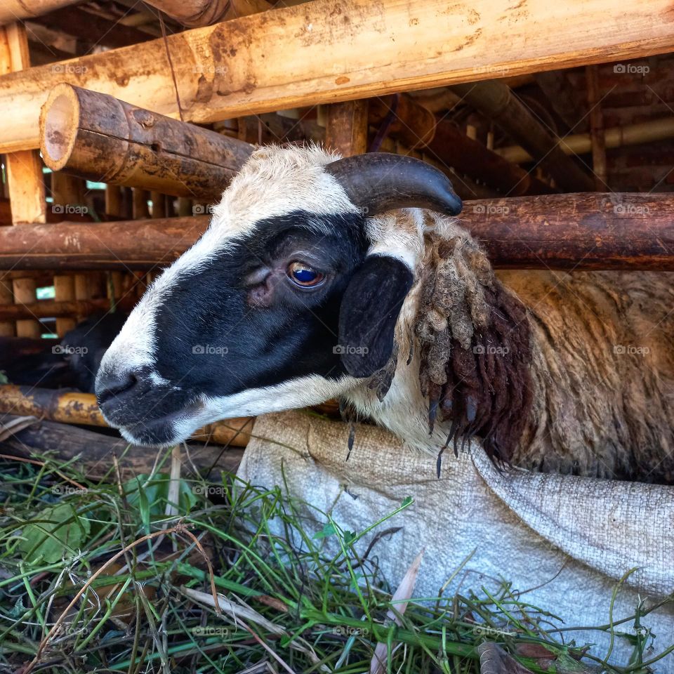 Male goat eating grass in a cage