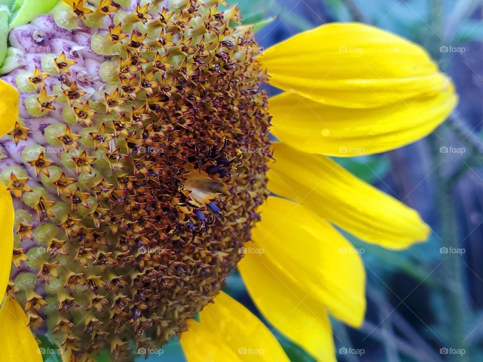 A sunflower closeup with contrasting blue green hues in the background making for a very rich colorful photo filled with textures and shapes of nature.