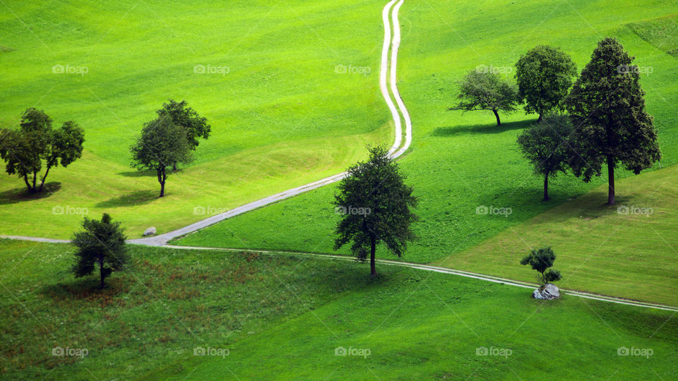 Country trails crossing between a group of trees in green meadows.