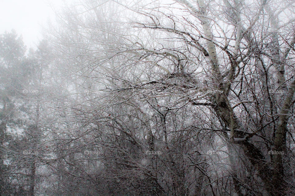 Winter, Snow, Tree, Frost, Cold