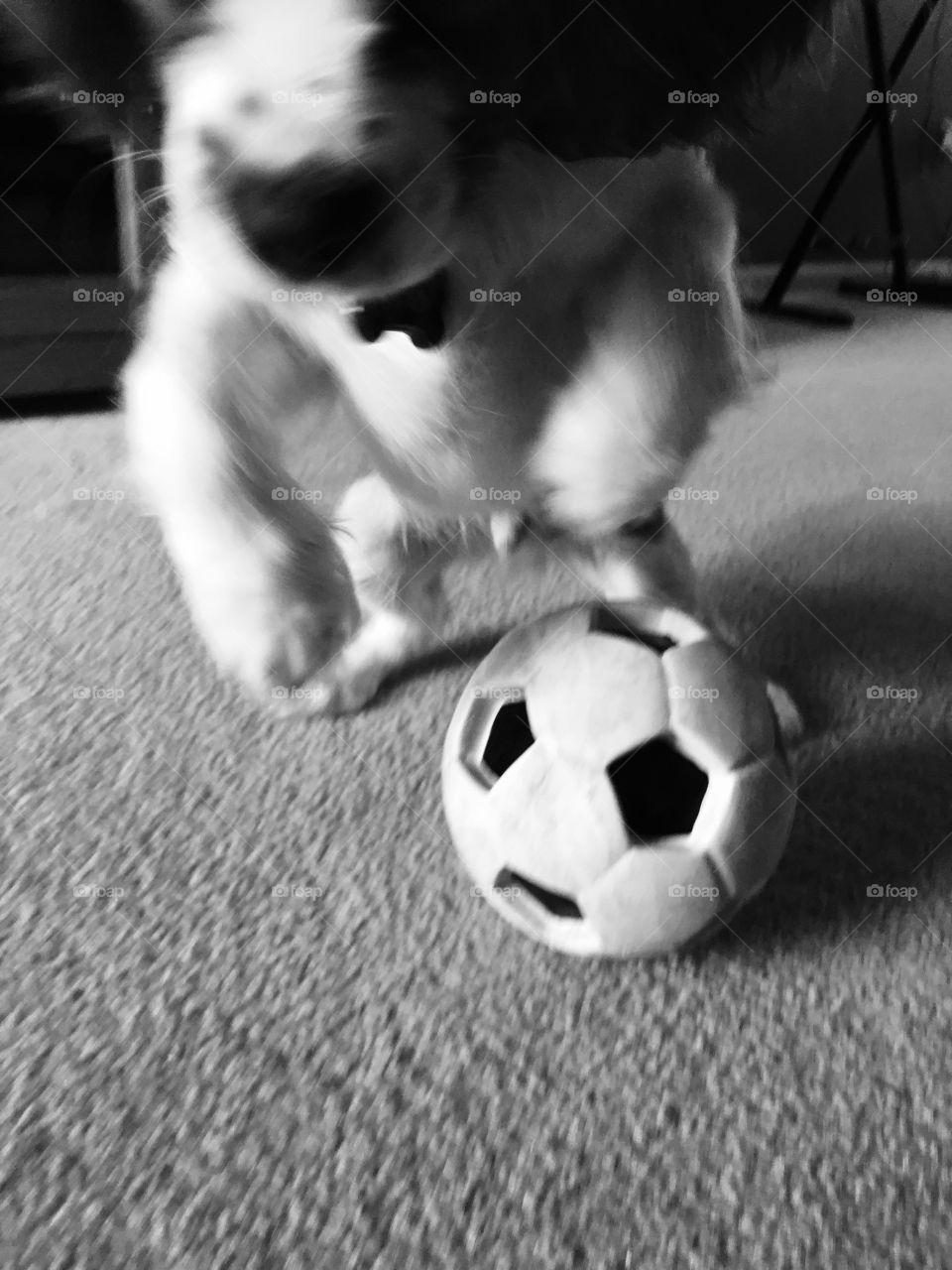 Soccer, Dog, Ball, Football, Monochrome