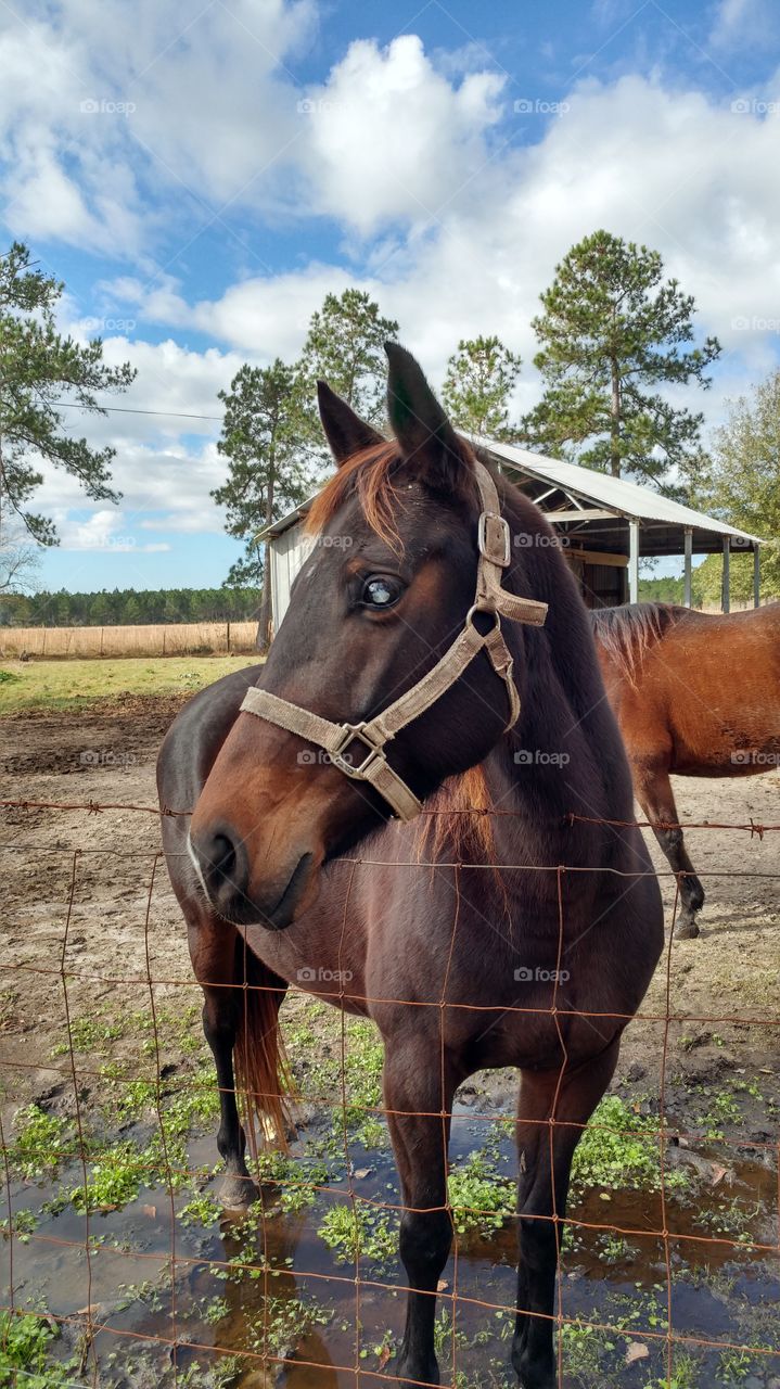 blind horse