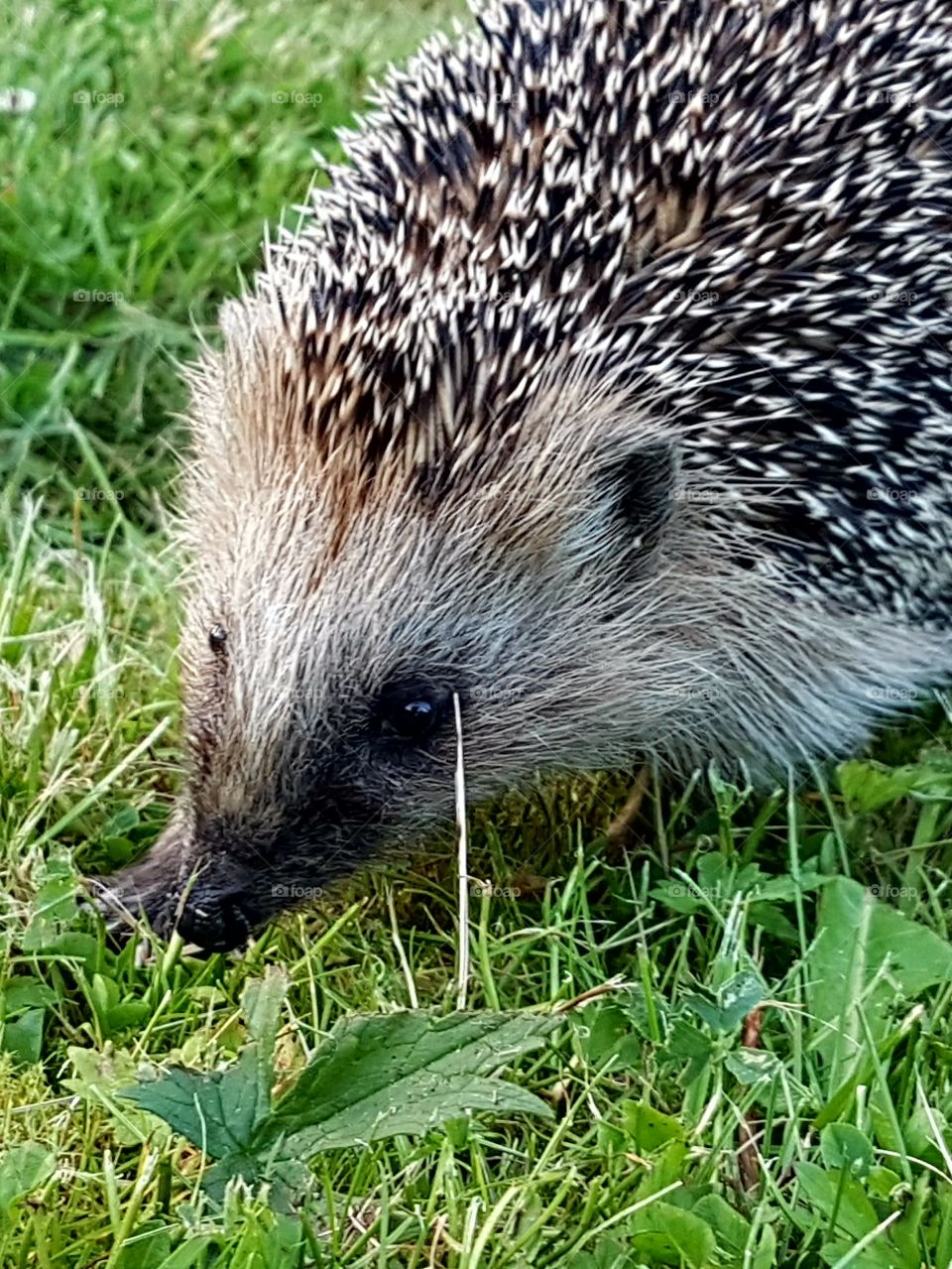 Hedgehog