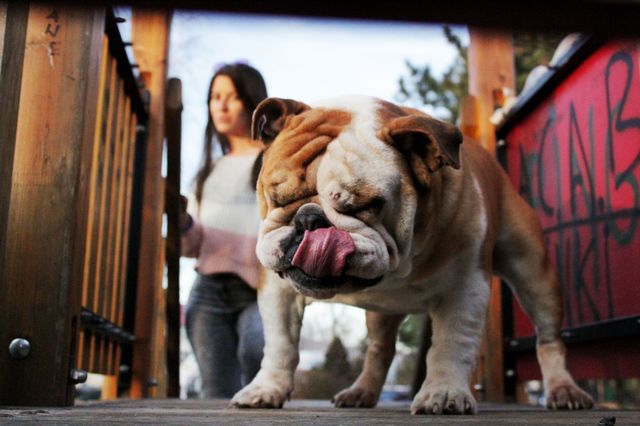 The funny, the cute and the dreamy photos of us and our best dog friends!