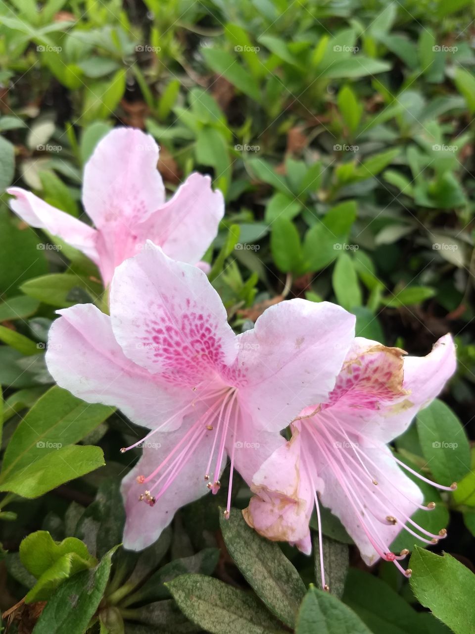 pink azalea