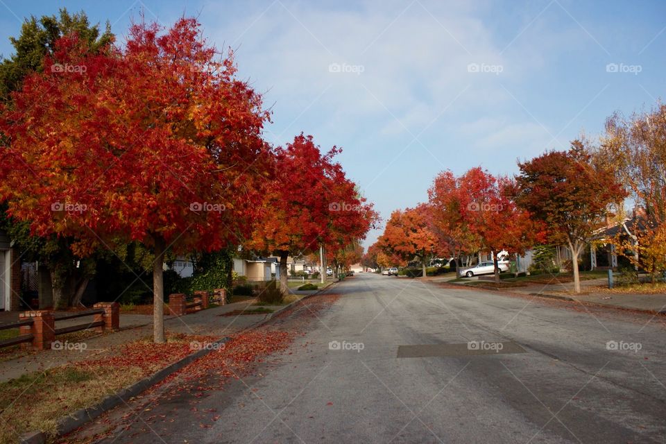 Red trees drive way