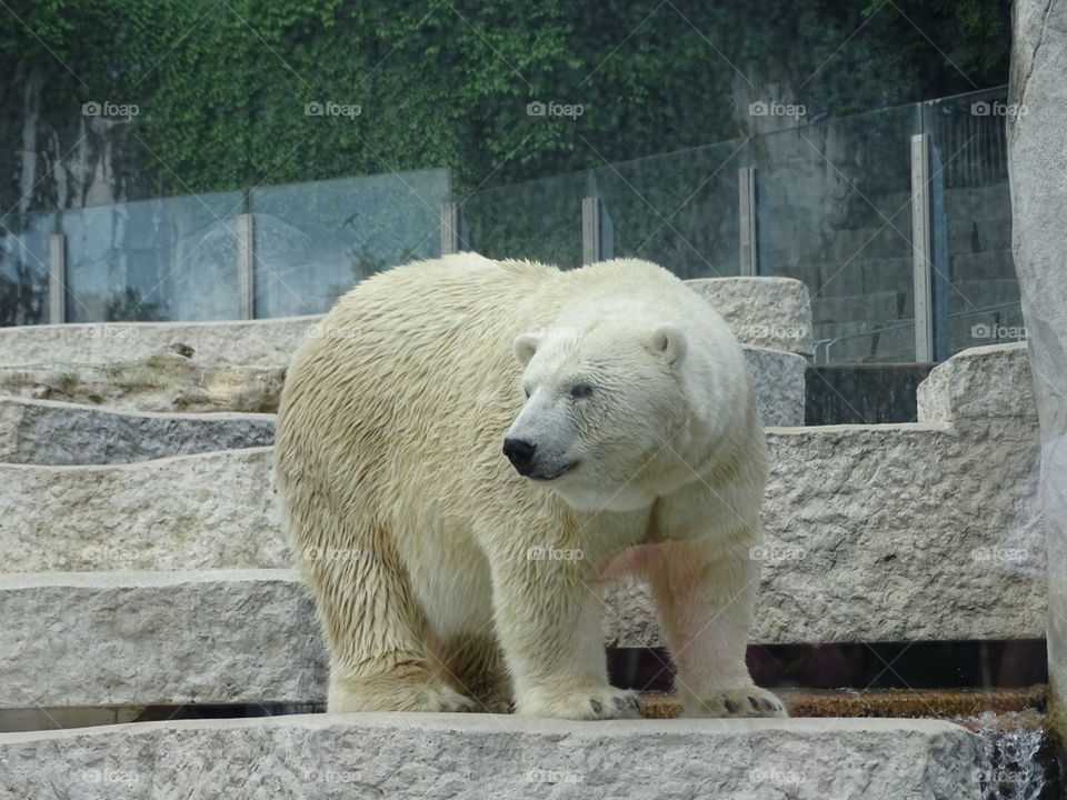 white bear