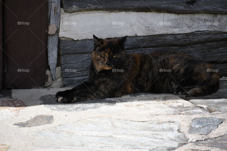 multicolored cat laying outside