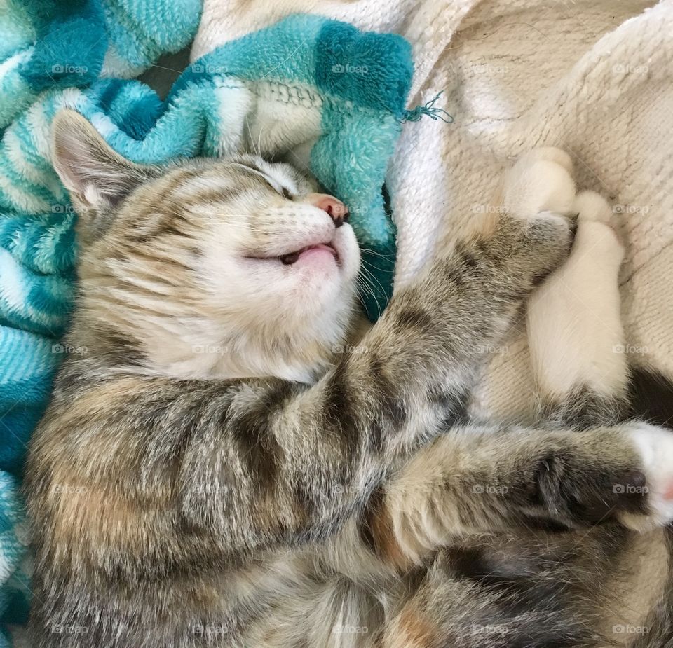 Kitten sleeping on teal blanket