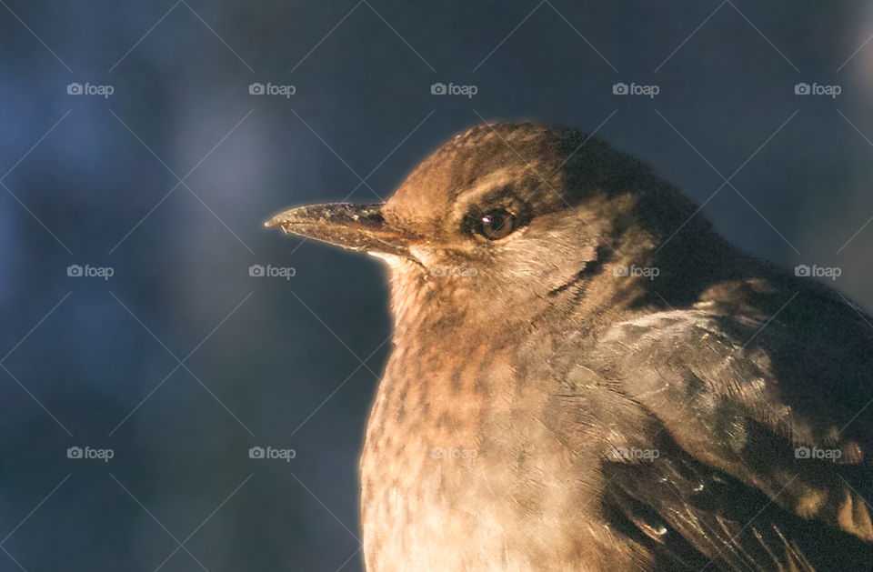 Thrush portrait. 