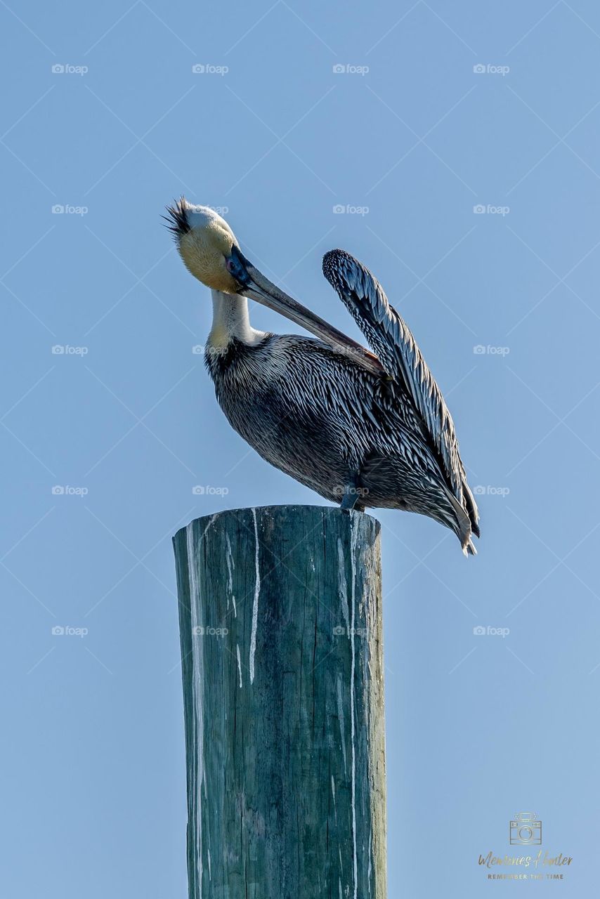 Pelican taking a shower 