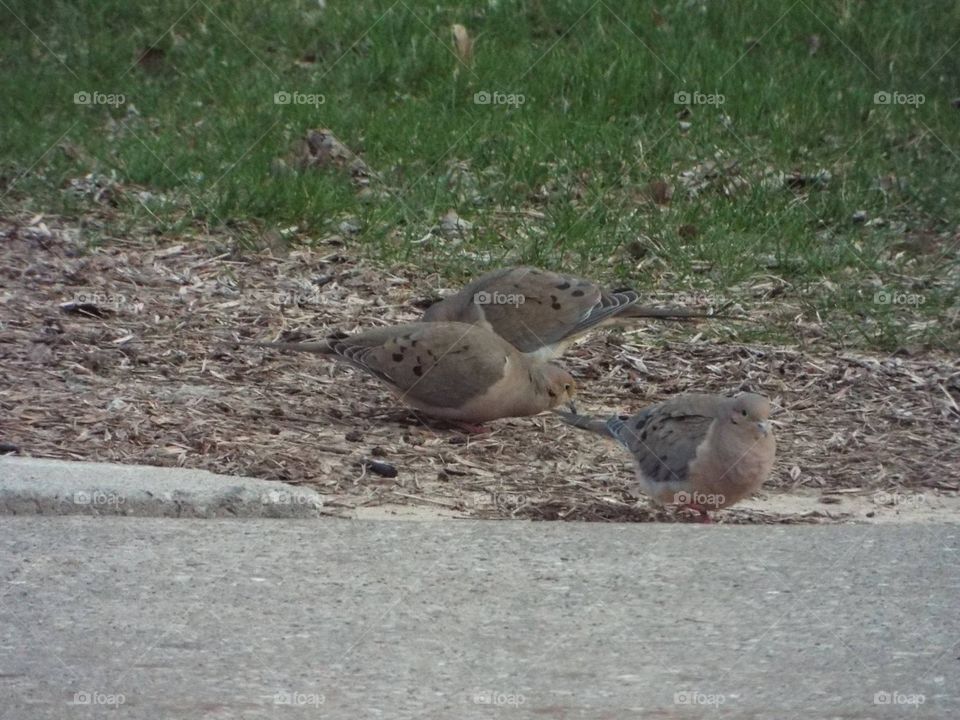 Doves feeding 