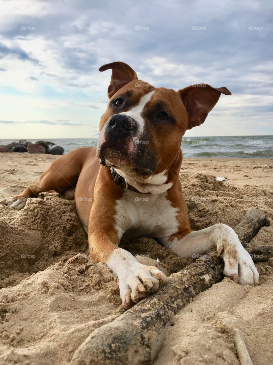 Cute amstaff puppy enjoying day at beach