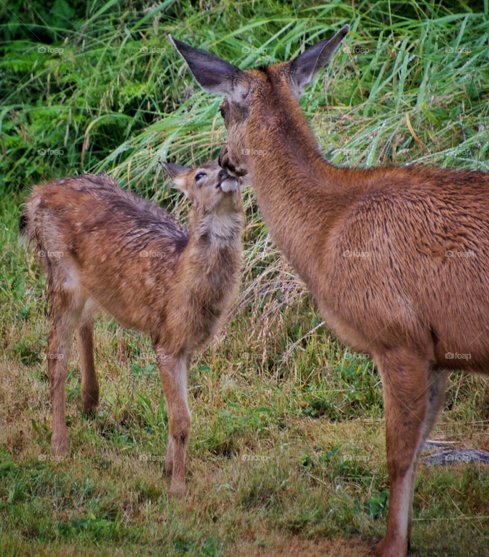 Doe and fawn