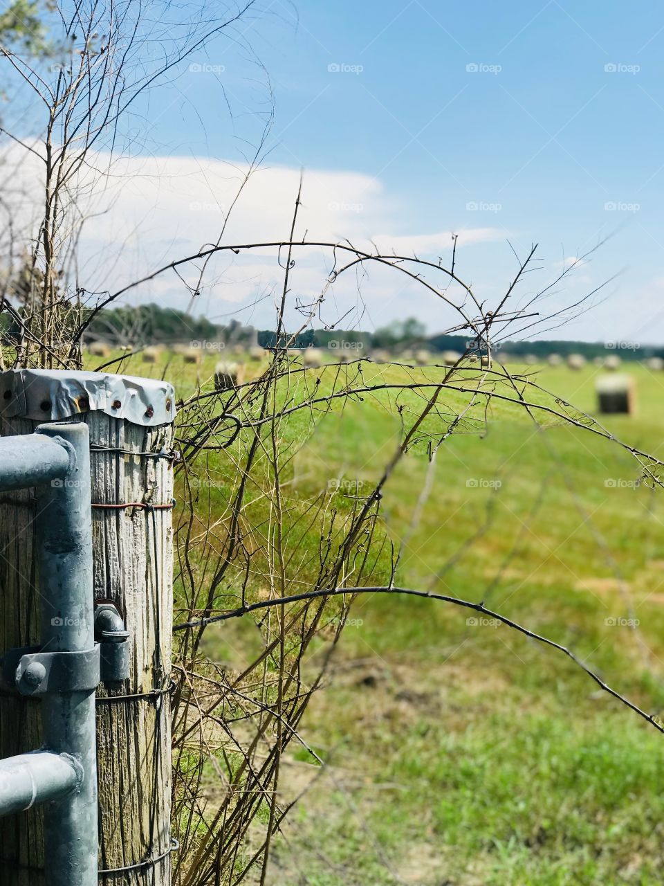 Beautiful blue skies and green hay fields of South Georgia with rolls of fresh cut hay accented by an old rustic wooden corner post and gate. 
