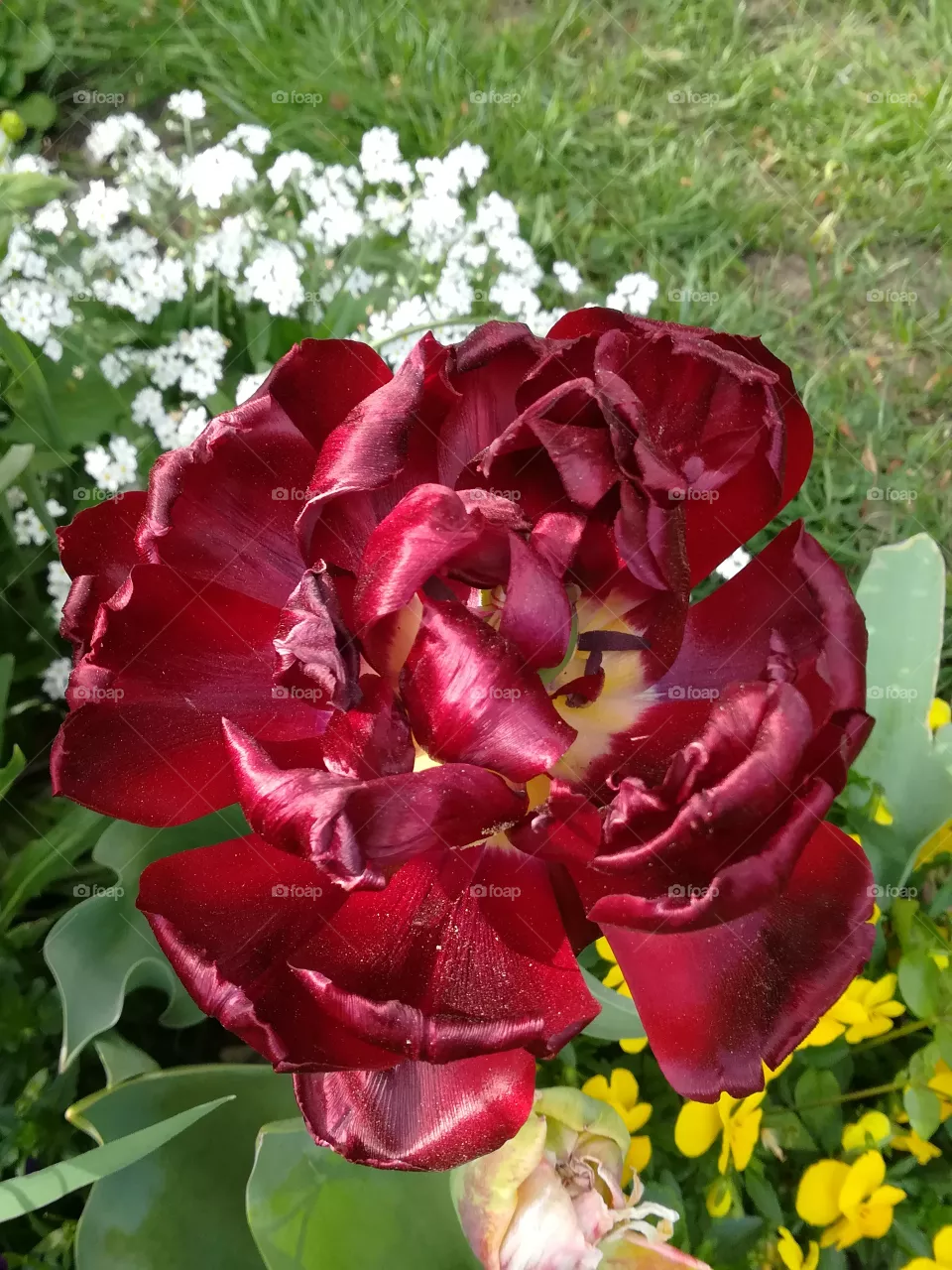 tulipa