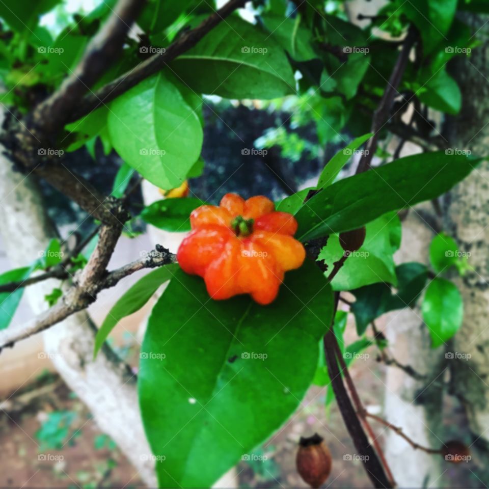 Nossas #pitangueiras estão carregadas. Em breve, estarão com todas as #pitangas vermelhinhas e suculentas!
📸
#FotografiaÉnossoHobby
#frutas #Pitanga #fotografia