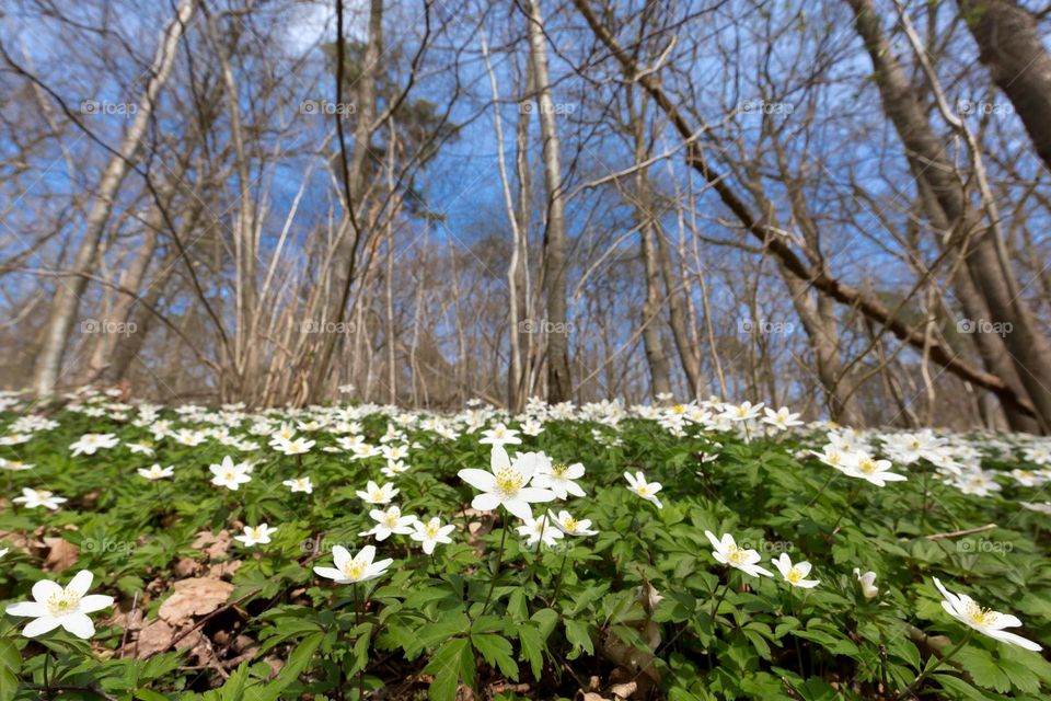 White blooming anemone flowers in the forest on a sunny day with blue sky in spring 