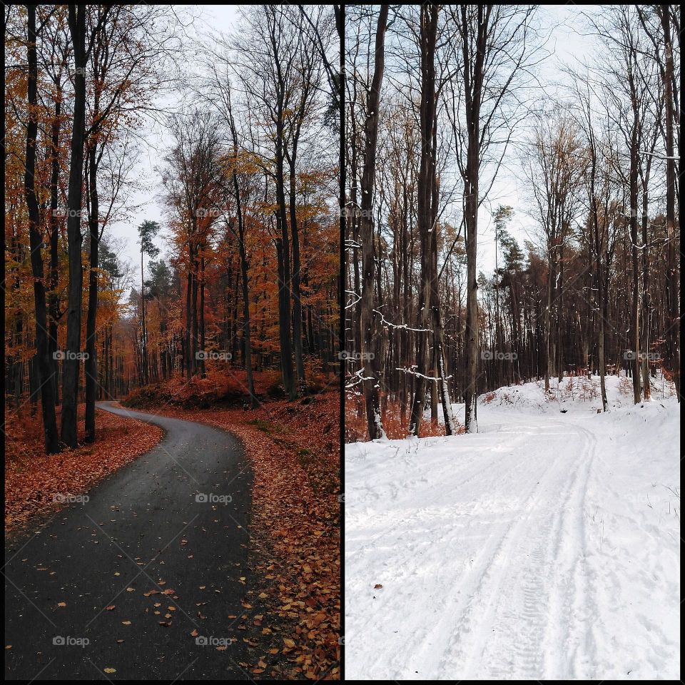 Autumn and winter in the same place in the forest