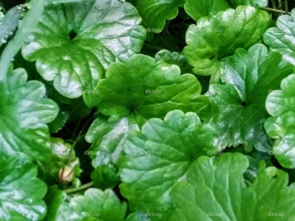 ground cover