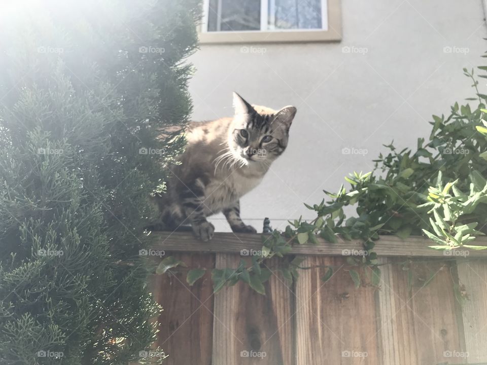 Victor the neighbor cat