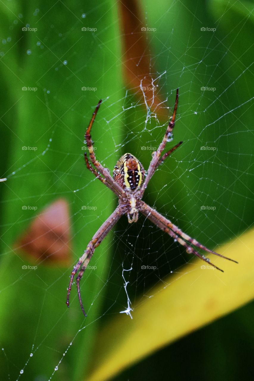 Australian Spider