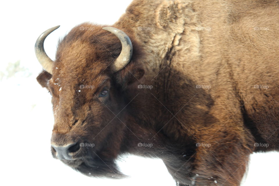 Close-up of an american bison