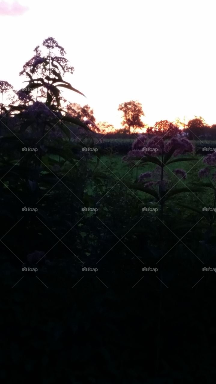 Tree, No Person, Landscape, Nature, Light