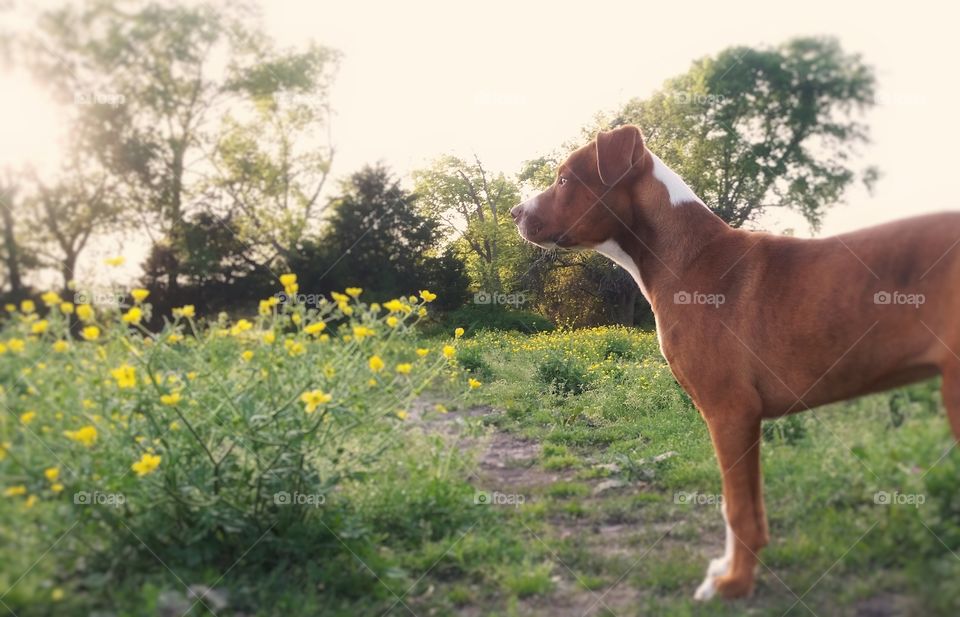 A puppy dog on a hill looking over wildflowers at sunset in spring