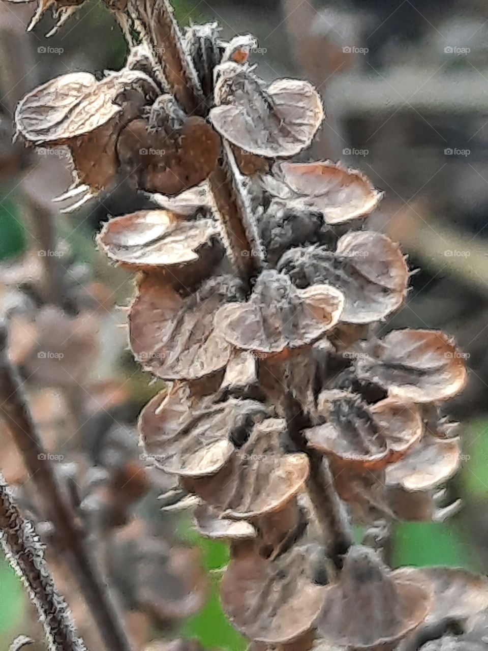 autumn garden seeds - brown dry flowers of basil